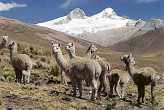 Lamas del altiplano